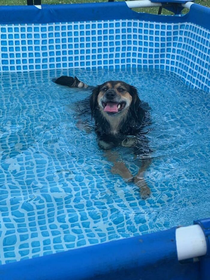 Pets Got Wet: The Epic Splash Stories You Didn’t Know You Needed