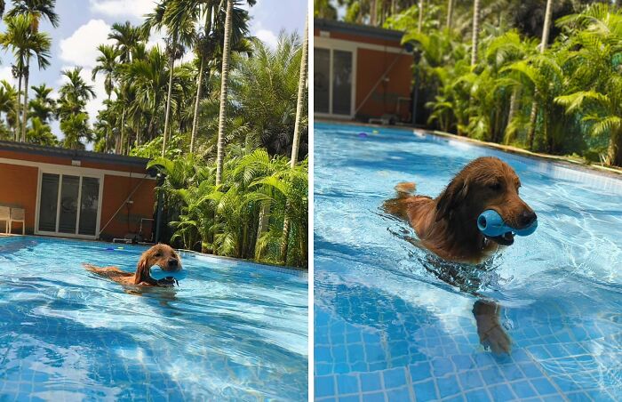 Pets Got Wet: The Epic Splash Stories You Didn’t Know You Needed