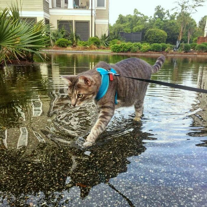 Pets Got Wet: The Epic Splash Stories You Didn’t Know You Needed