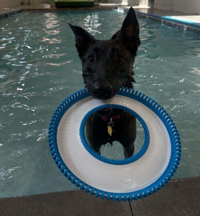 Pets Got Wet: The Epic Splash Stories You Didn’t Know You Needed