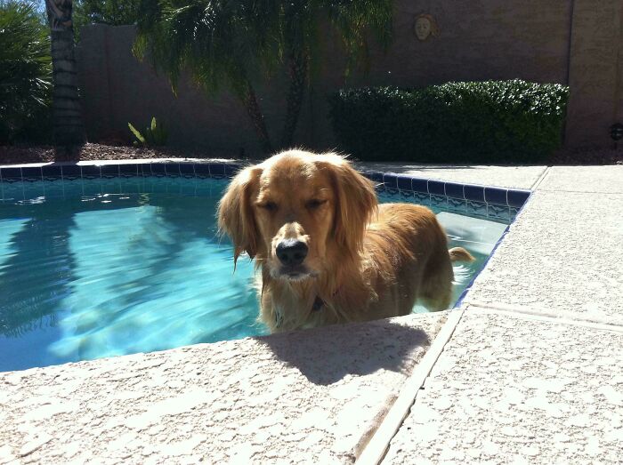 Pets Got Wet: The Epic Splash Stories You Didn’t Know You Needed