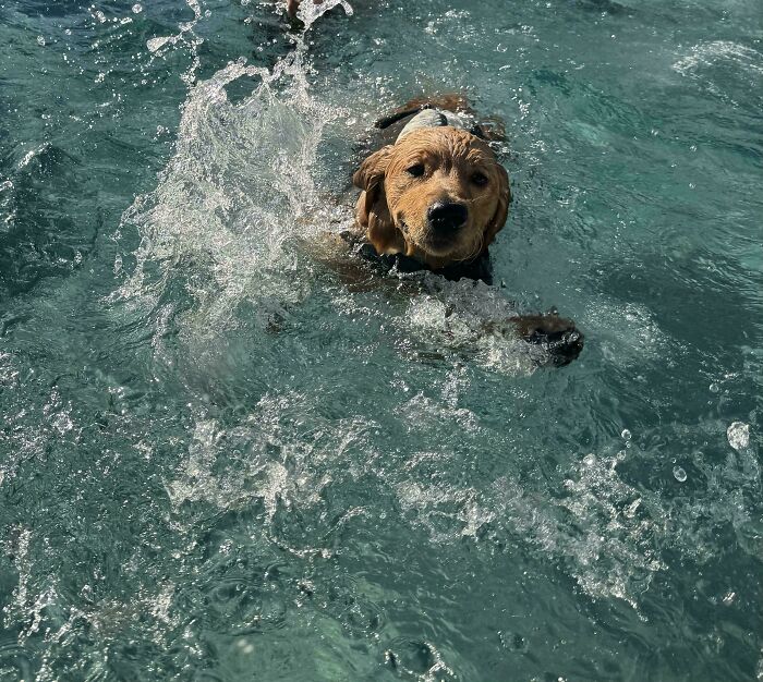 Pets Got Wet: The Epic Splash Stories You Didn’t Know You Needed