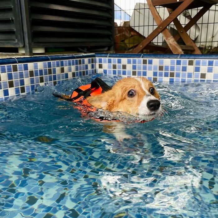Pets Got Wet: The Epic Splash Stories You Didn’t Know You Needed