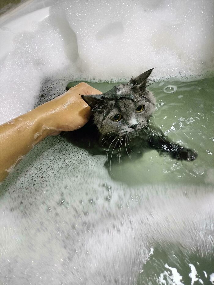 Pets Got Wet: The Epic Splash Stories You Didn’t Know You Needed