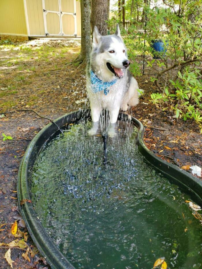 Pets Got Wet: The Epic Splash Stories You Didn’t Know You Needed