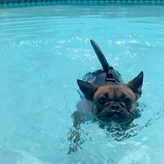 Pets Got Wet: The Epic Splash Stories You Didn’t Know You Needed