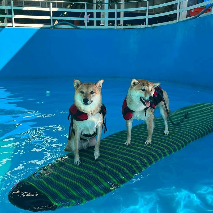 Pets Got Wet: The Epic Splash Stories You Didn’t Know You Needed