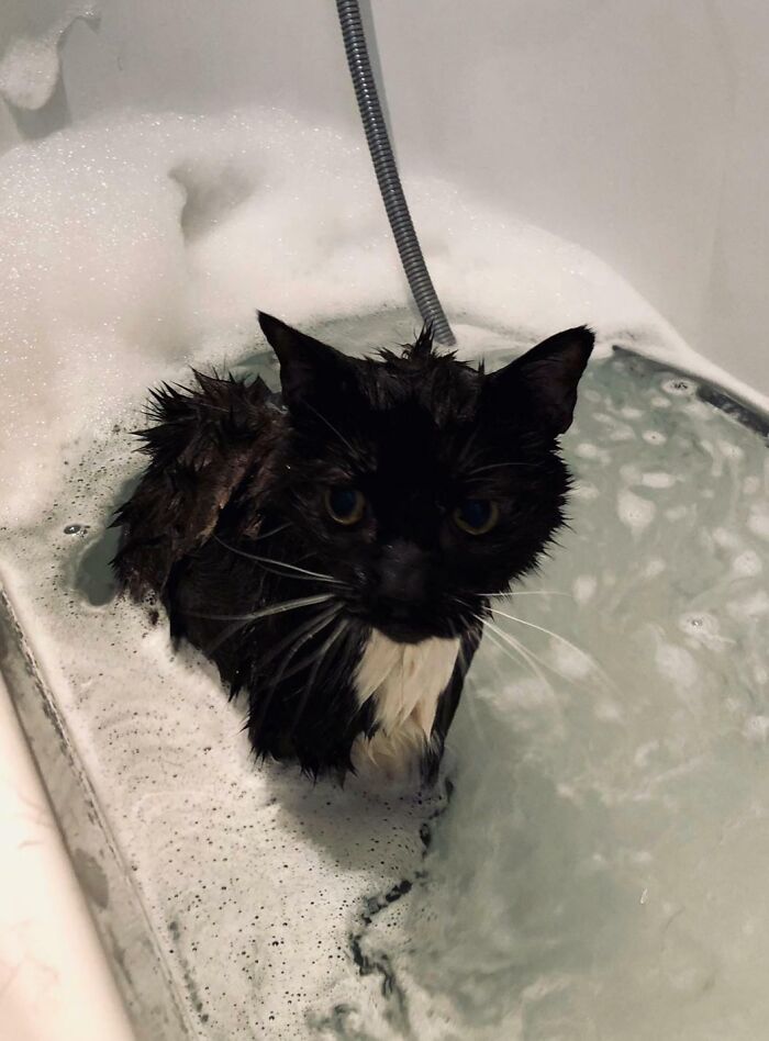 Pets Got Wet: The Epic Splash Stories You Didn’t Know You Needed