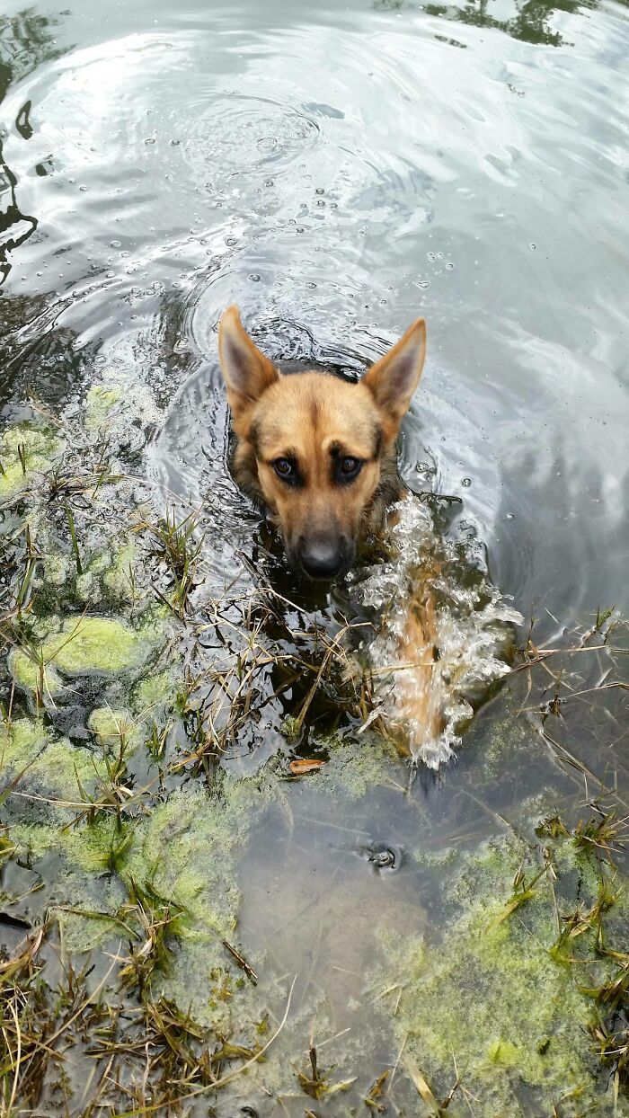 Pets Got Wet: The Epic Splash Stories You Didn’t Know You Needed