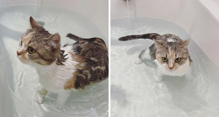 Pets Got Wet: The Epic Splash Stories You Didn’t Know You Needed