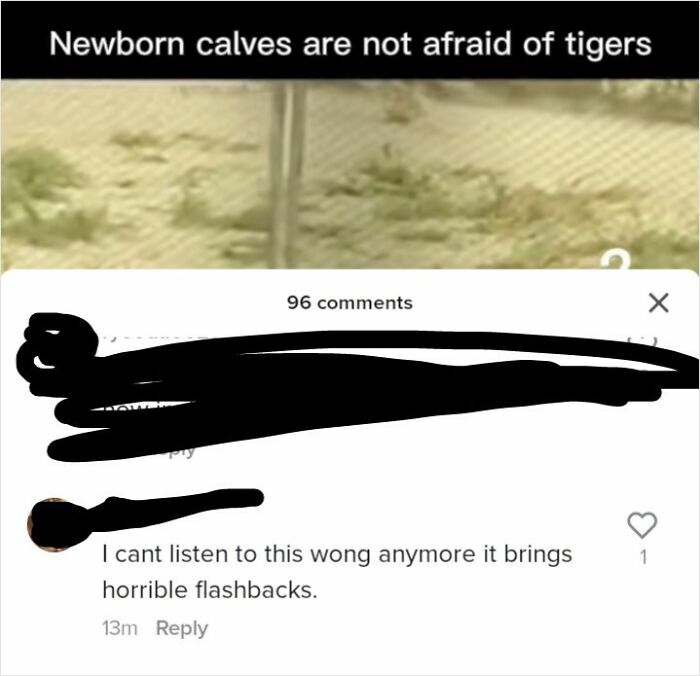 A Calf Chasing A Tiger Video With Funky Town Drama