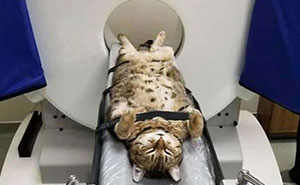 Wait, They Actually Ranked That?! 50 Weirdly Cool Pics That Make You Go Huh