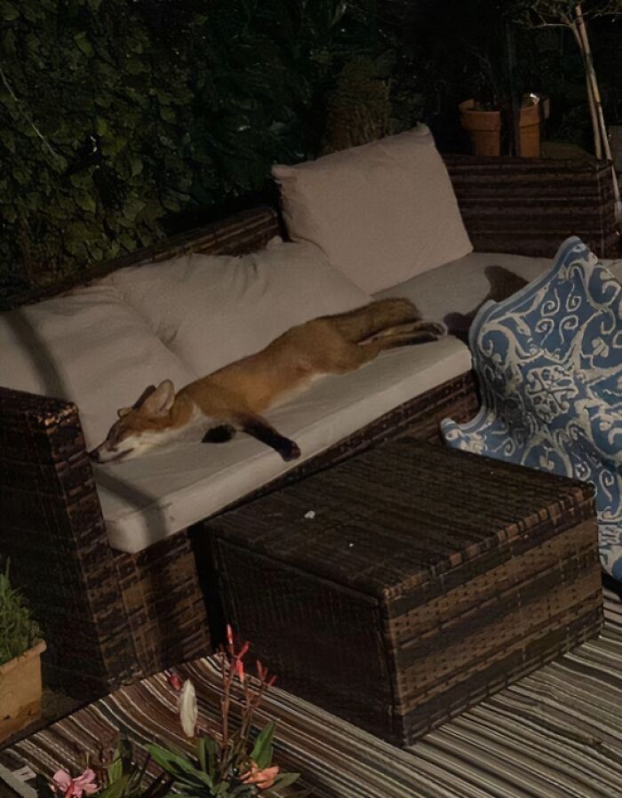 Fox Caught Snoozing on an Outdoor Couch. Talk About Cozy!