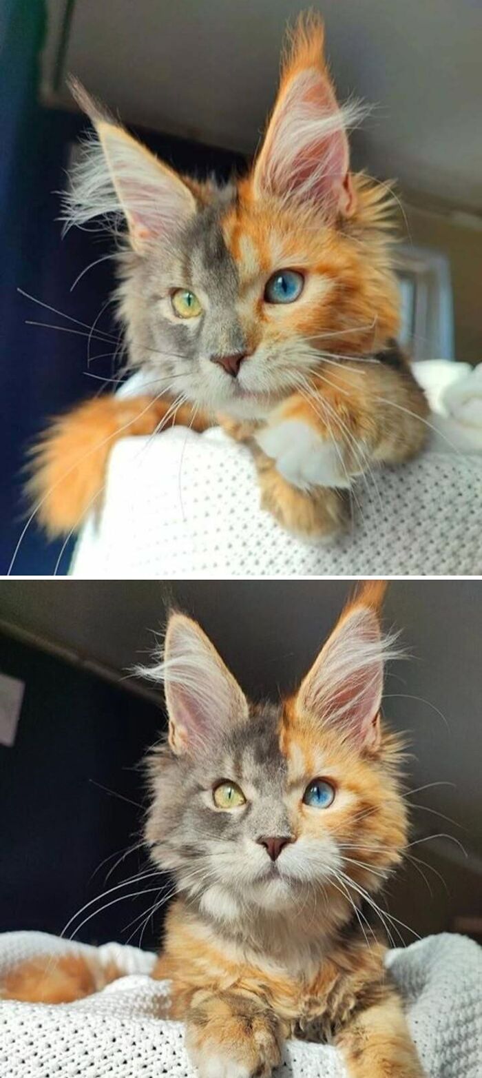This Cat’s Got the Most Stunning Half-and-Half Fur and Eyes