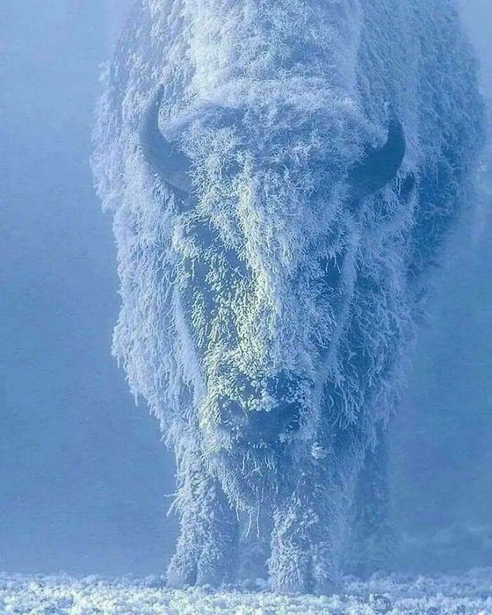Bison Battling Arctic Freeze at -35° Looks Like a Real Ice Warrior