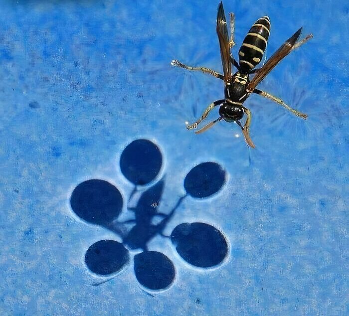 Liquid Magic? This Picture Nails What Surface Tension Looks Like