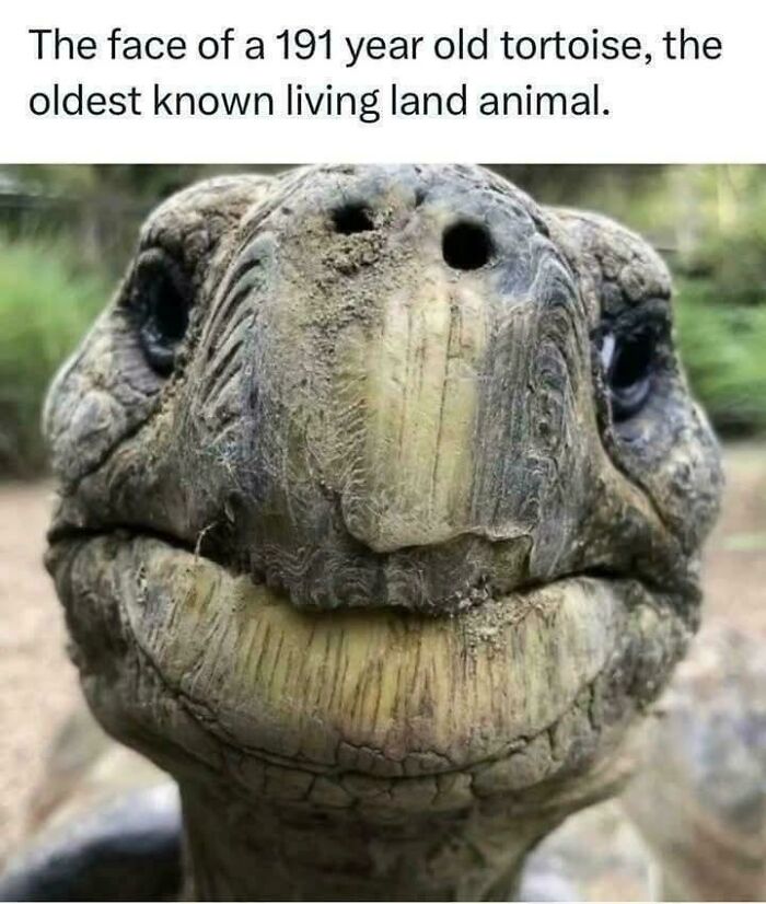 Meet the 191-Year-Old Tortoise, Still Chillin’ Like a Boss
