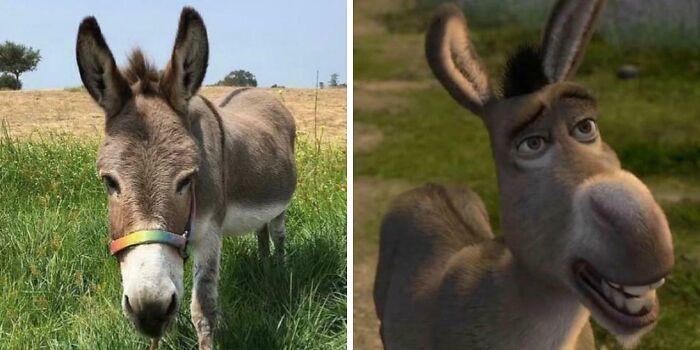 Perry the Donkey — The Real Inspiration Behind Shrek’s Sidekick Has Passed On