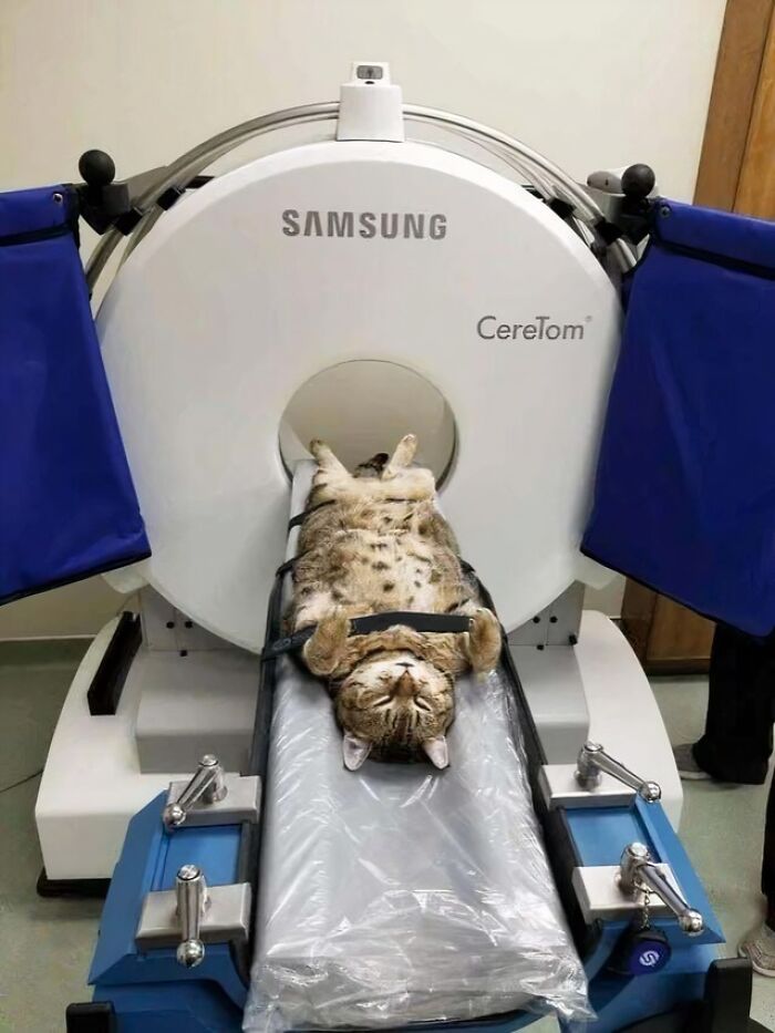 Cat Undergoes a CT Scan and Still Keeps That Attitude