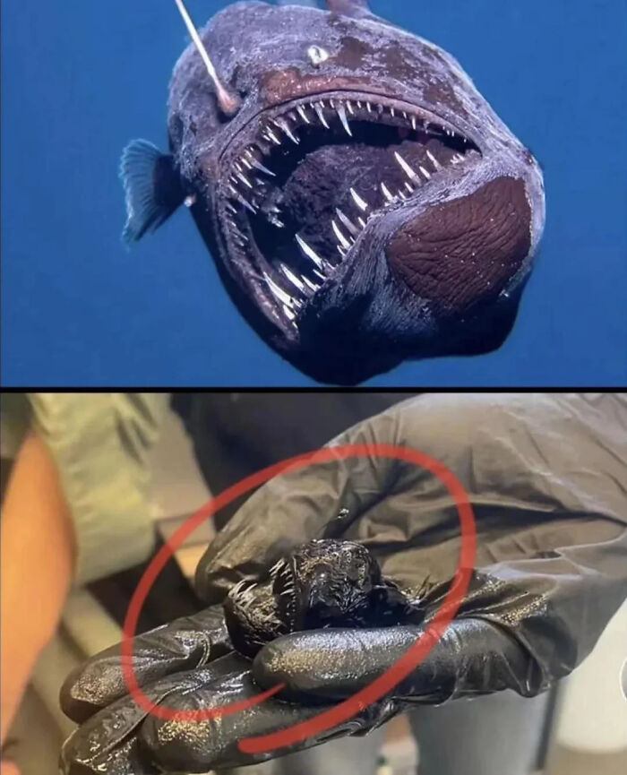 The Actual Size of an Anglerfish? Tiny But Terrifying