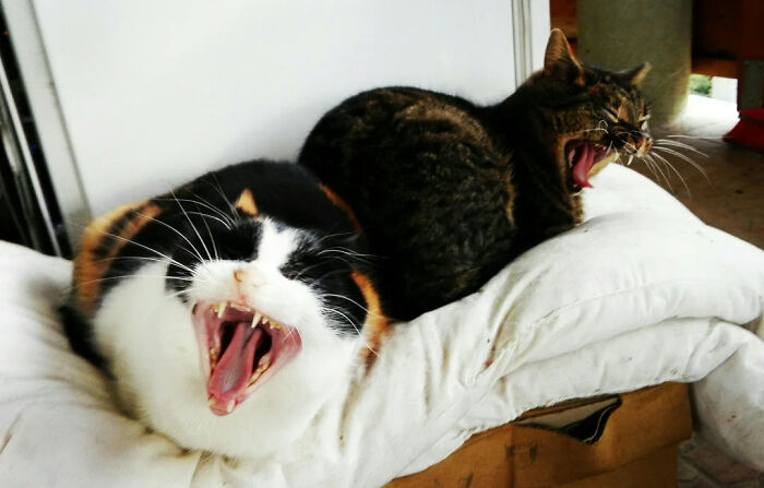 The Yawn Virus