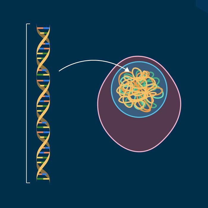 DNA’s Museum of Dead Genes
