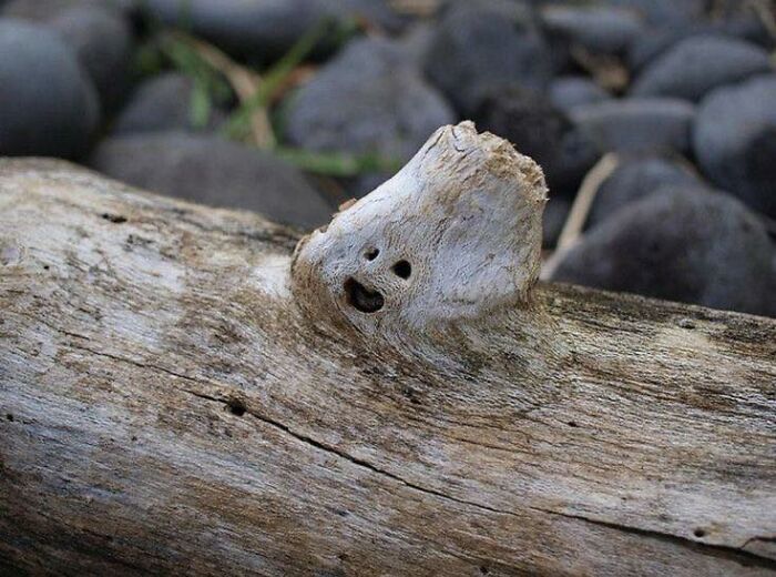 Wait, These Everyday Objects Have Faces?! Check Out 33 Hilarious Surprises