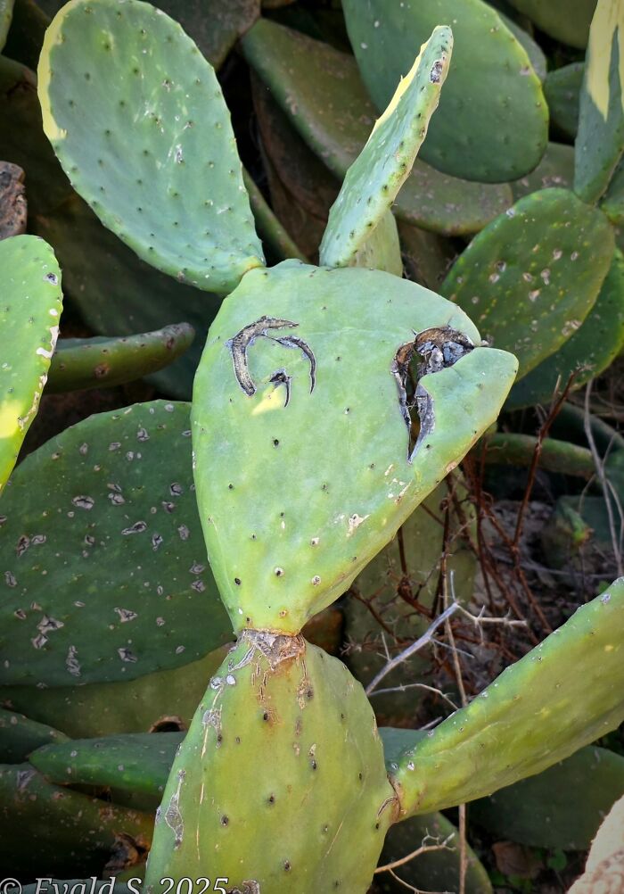 Wait, These Everyday Objects Have Faces?! Check Out 33 Hilarious Surprises