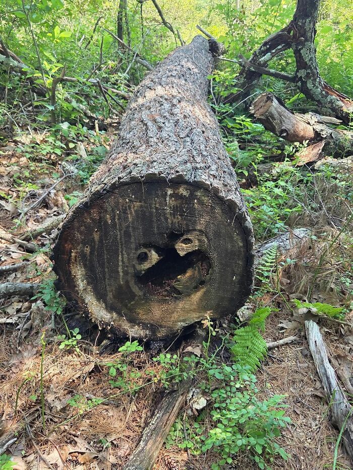Wait, These Everyday Objects Have Faces?! Check Out 33 Hilarious Surprises