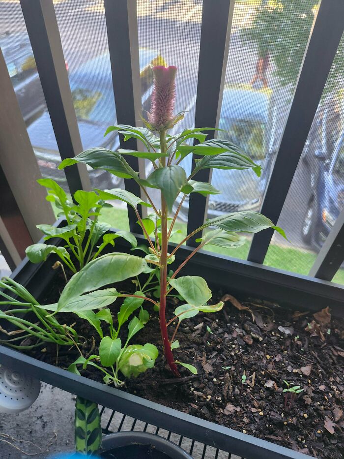 BF Bought 'Venus Fly Trap' Seeds… and This Happened