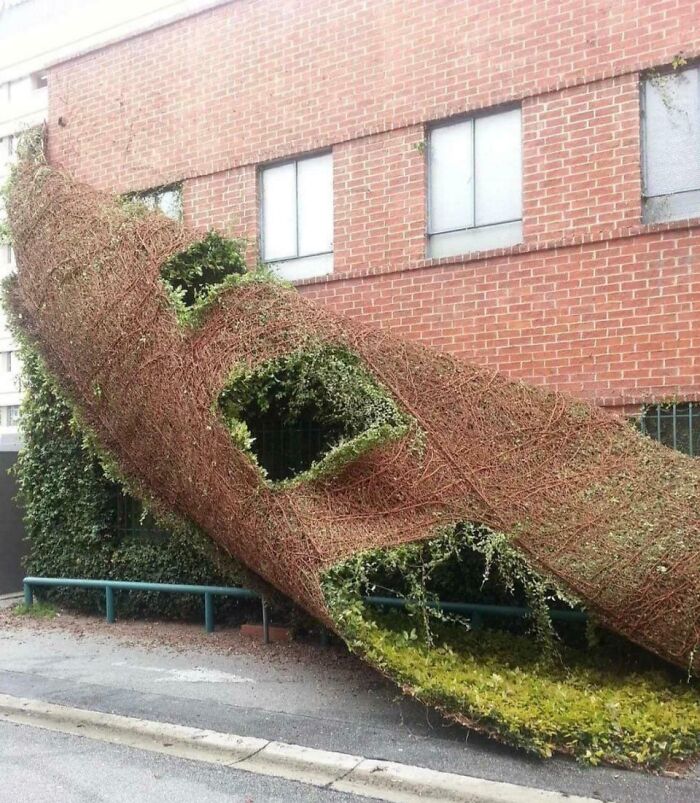 Ivy Decided It Was Time to Peel Off This Building