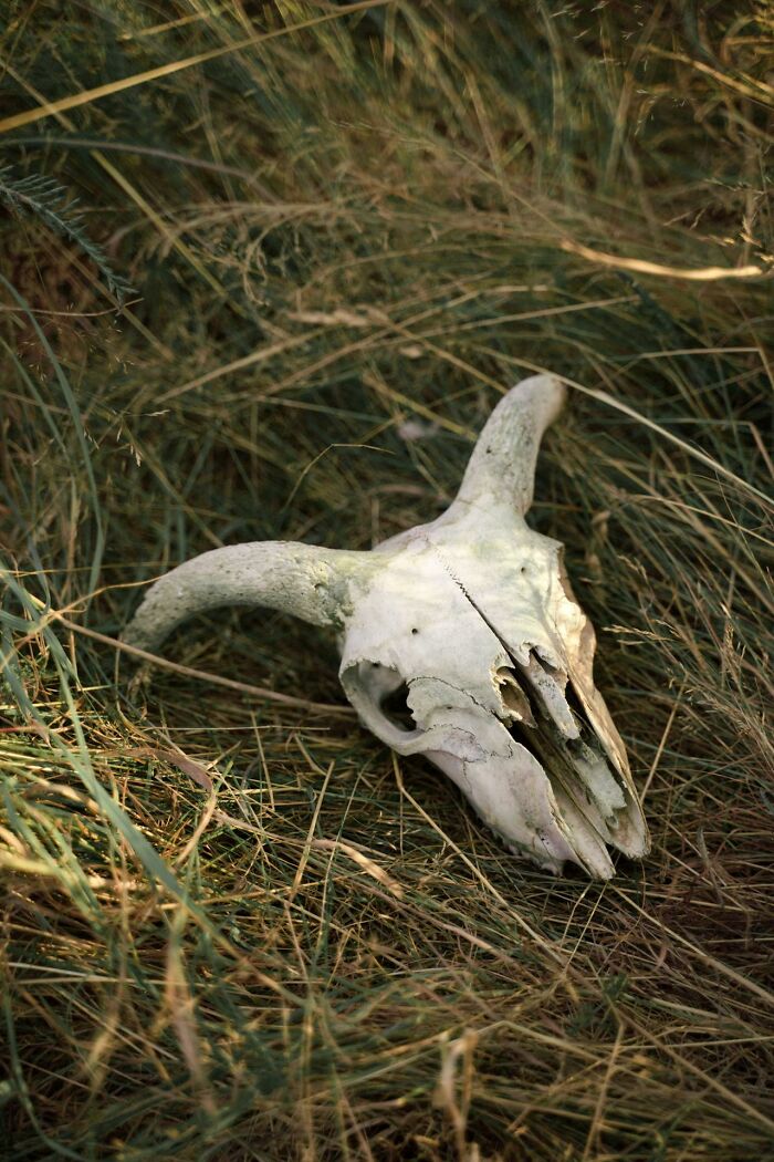 My Daughter’s Bone-Buying Adventure Gone Wrong