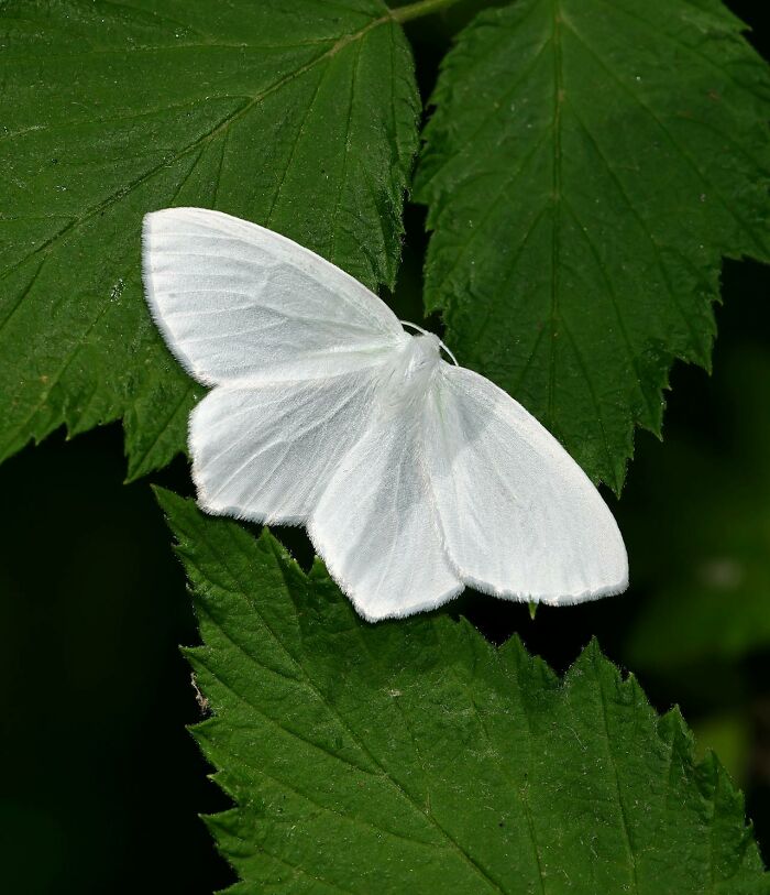 Moth Saved Me From a Knife-Wielding Mugger