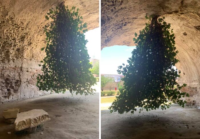 Upside Down Fig Tree? Yep, That’s A Thing!