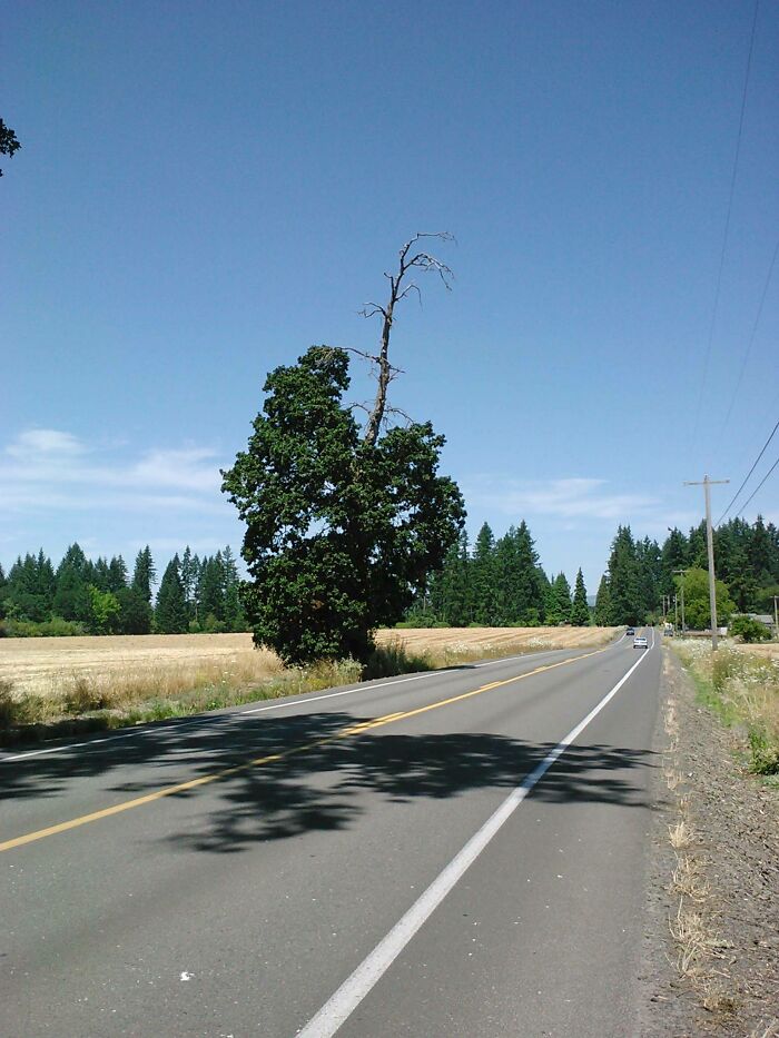 Upside Down Tree Growing Like It Owns The Road