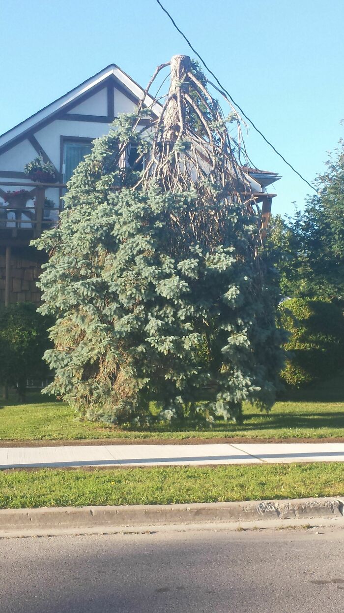 Tree Cut to Look Like It’s Doing Handstands