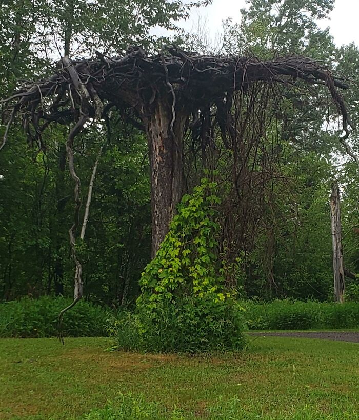 Neighbor’s Tree Decides To Go Rogue and Go Upside Down