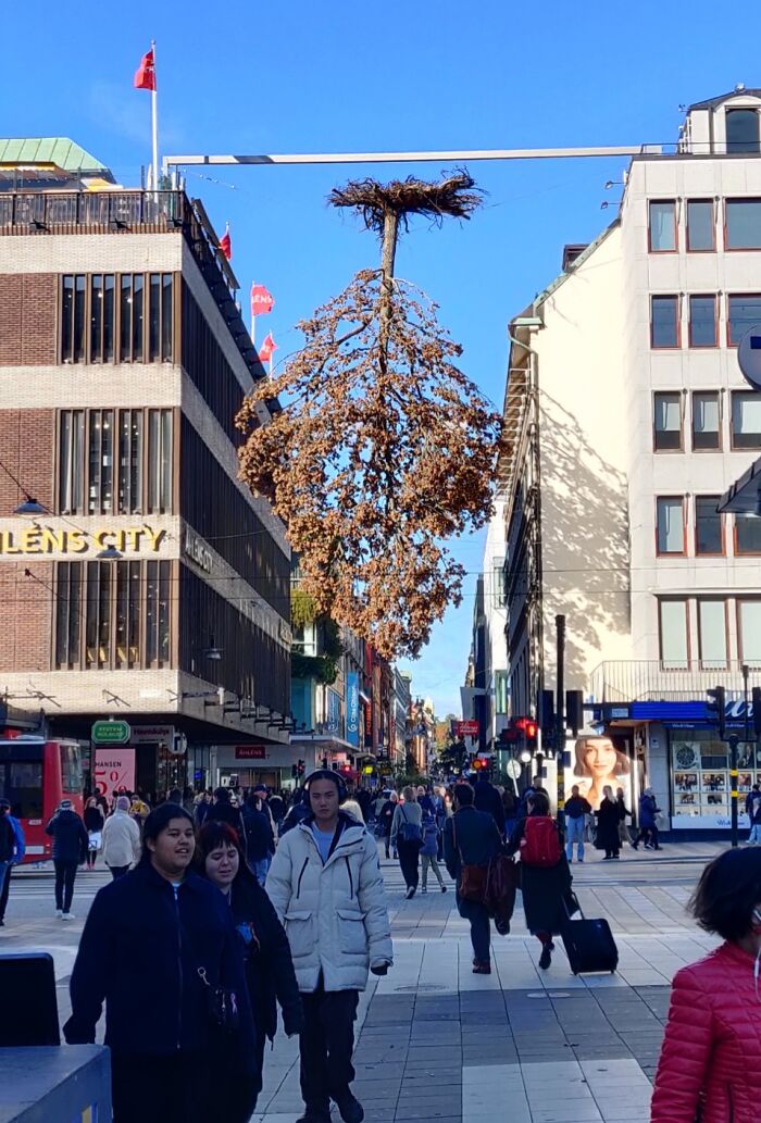 Town’s Massive Tree Is Hanging Upside Down. Wait, What?