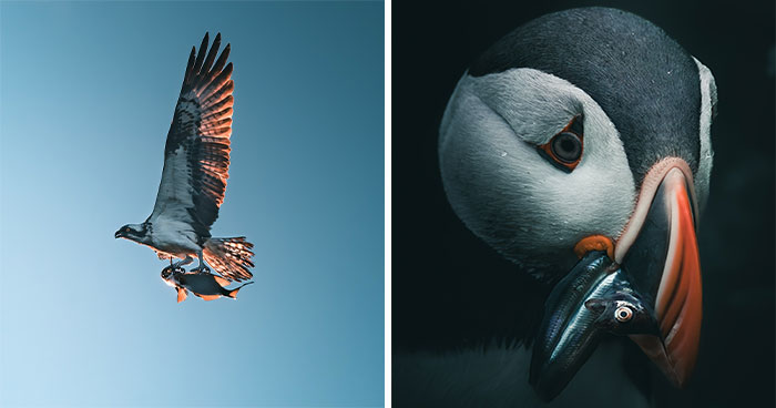 40 Wild Animal Pics That Feel Like Magical Nordic Stories