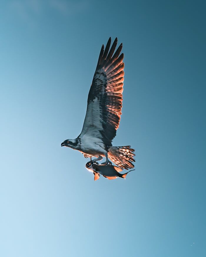 40 Wild Animal Pics That Feel Like Magical Nordic Stories