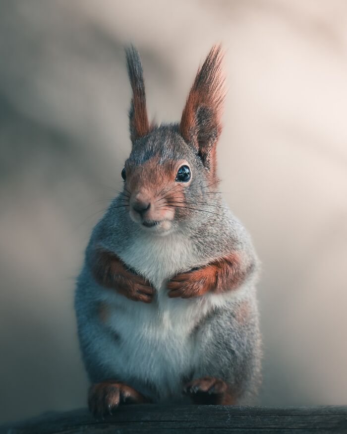 40 Wild Animal Pics That Feel Like Magical Nordic Stories