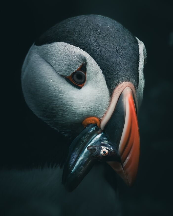 40 Wild Animal Pics That Feel Like Magical Nordic Stories