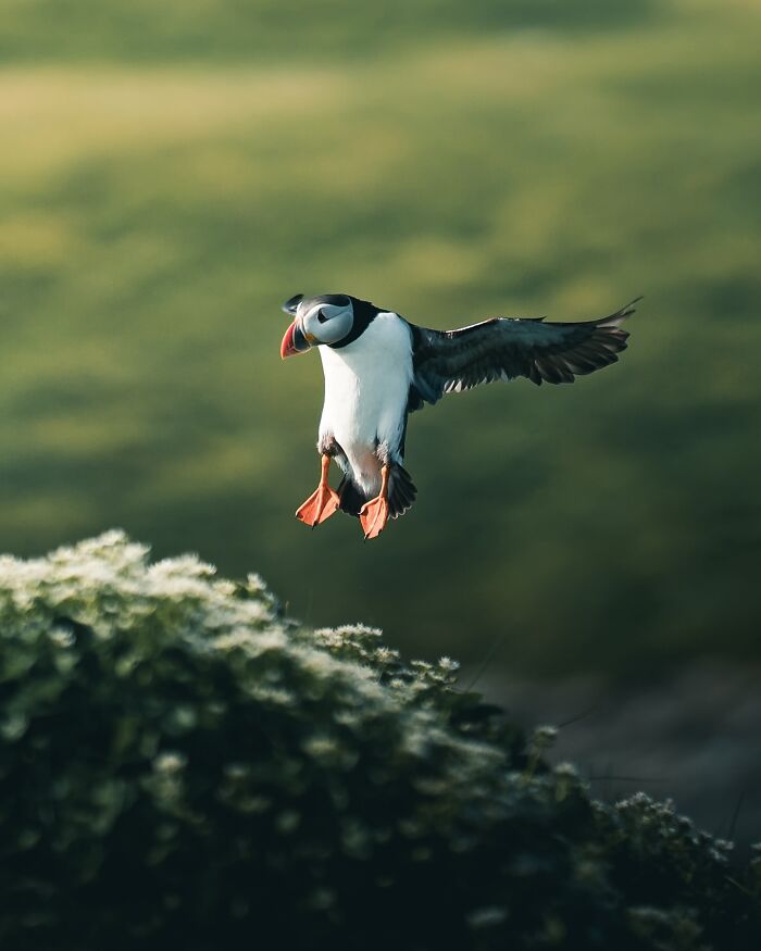 40 Wild Animal Pics That Feel Like Magical Nordic Stories