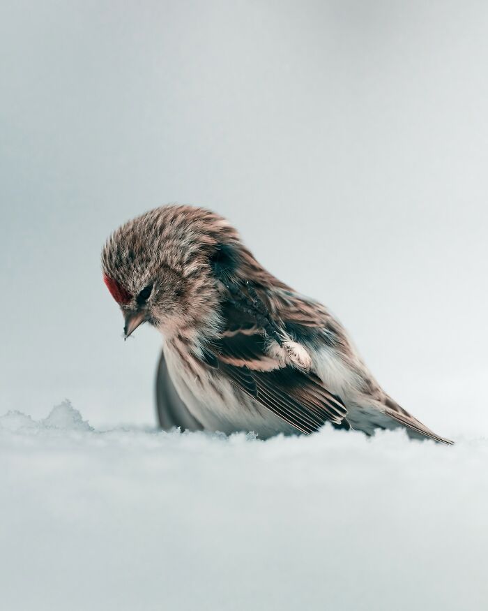 40 Wild Animal Pics That Feel Like Magical Nordic Stories