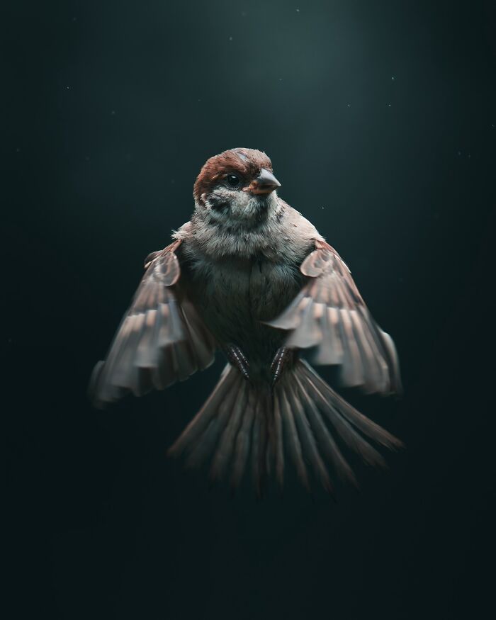 40 Wild Animal Pics That Feel Like Magical Nordic Stories