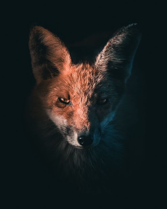 40 Wild Animal Pics That Feel Like Magical Nordic Stories