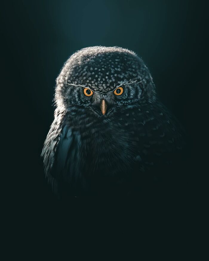 40 Wild Animal Pics That Feel Like Magical Nordic Stories