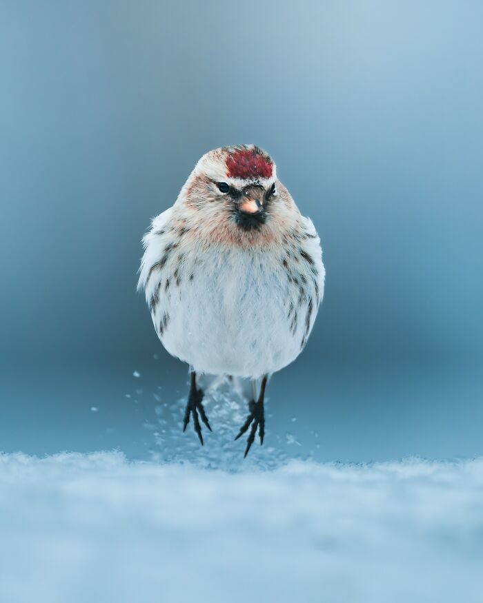 40 Wild Animal Pics That Feel Like Magical Nordic Stories