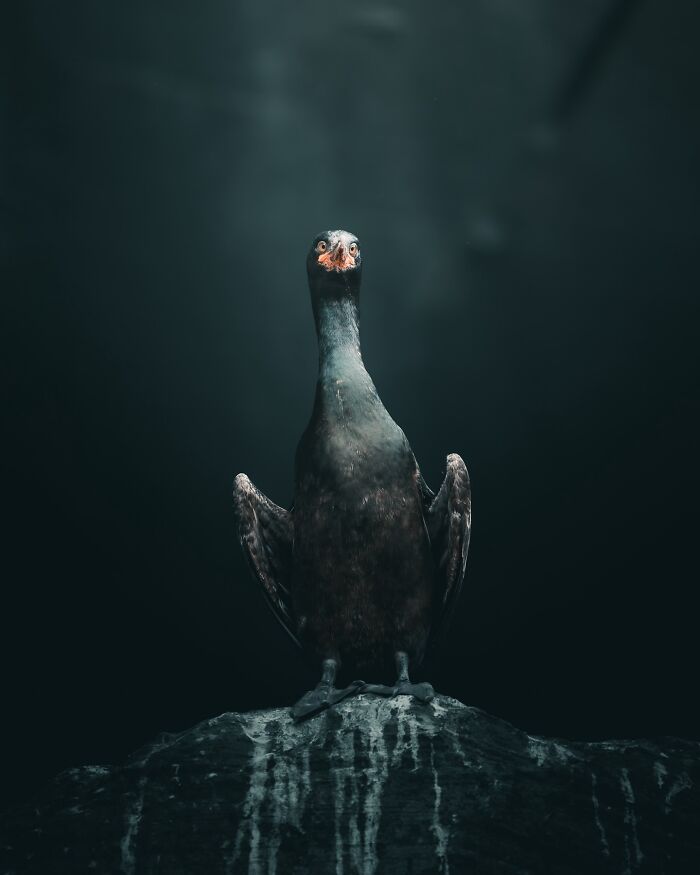 40 Wild Animal Pics That Feel Like Magical Nordic Stories
