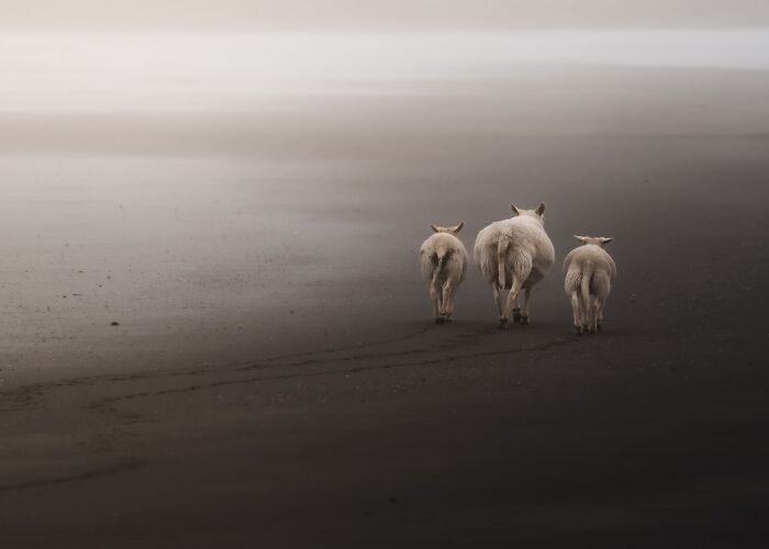 40 Wild Animal Pics That Feel Like Magical Nordic Stories